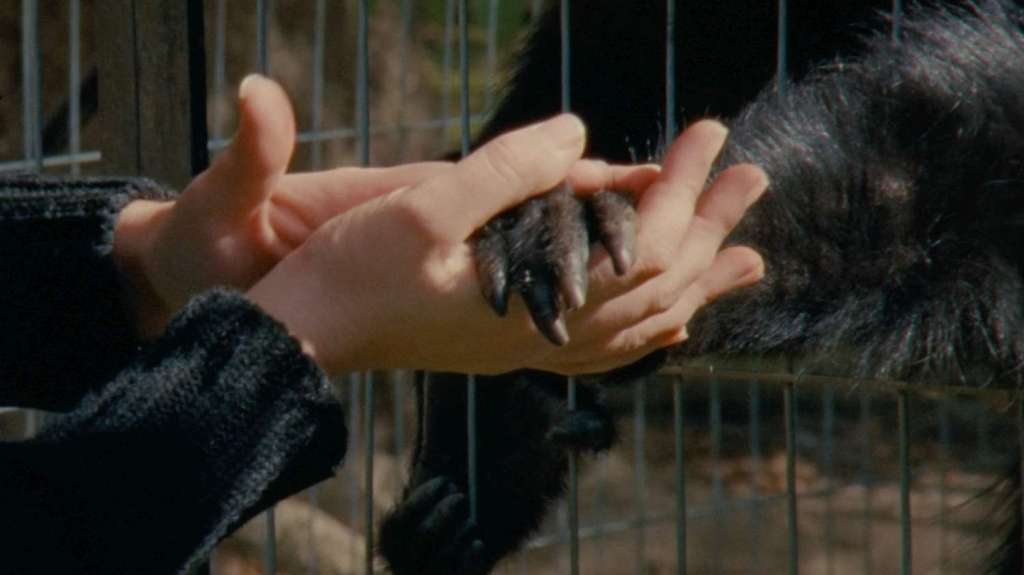 Itineraris alternatius. Una mirada a allò vell en el Festival L’Alternativa